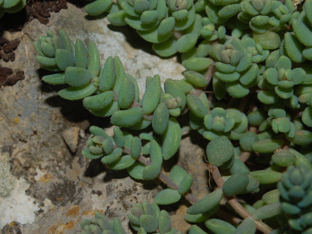 Pianticelle grasse su un muro - Sedum dasyphyllum
